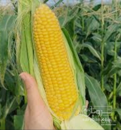 فروش ذرت دانه ای