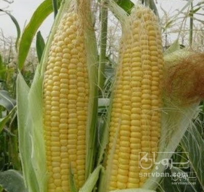 فروش ذرت دانه ای