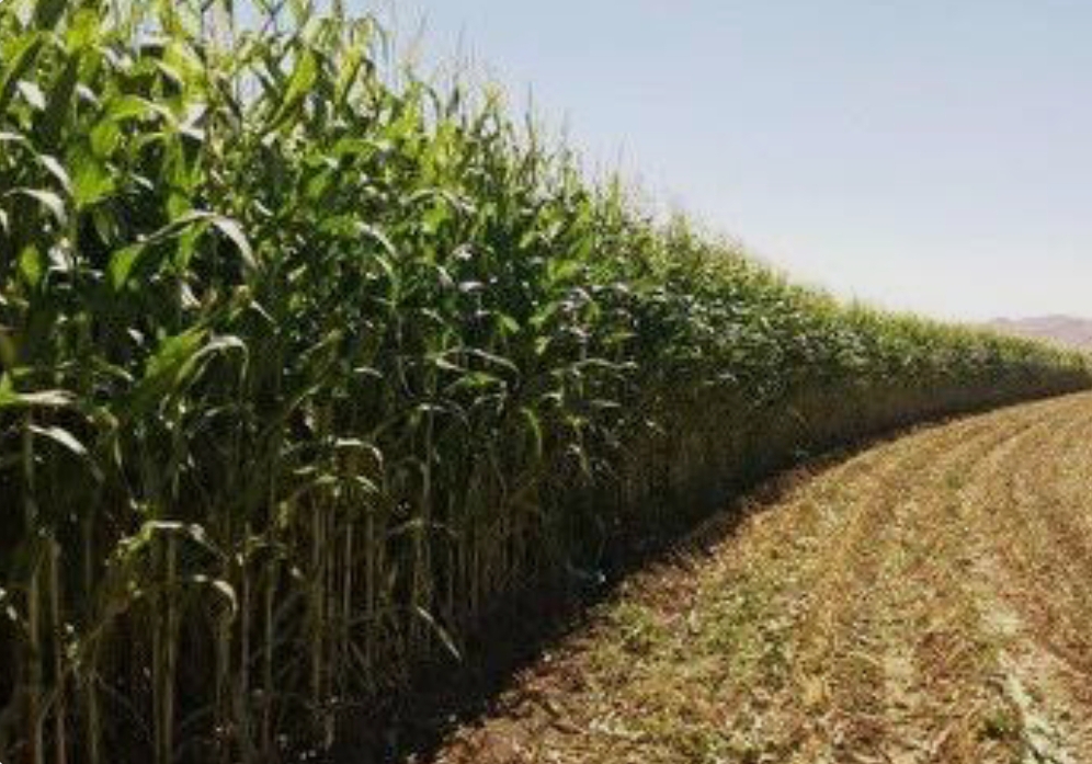 فروش ذرت علوفه ای