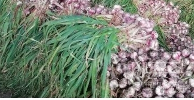فروش سیر
