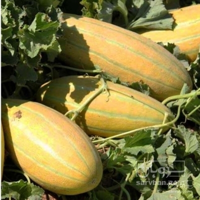 فروش خربزه مشهدی