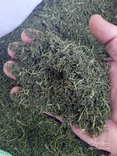 فروش شوید خشک (گیاه‌ دارویی)