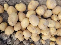 فروش سیب زمینی بامبا