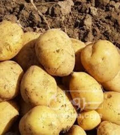 فروش سیب زمینی آگریا