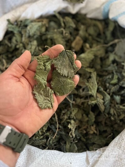 فروش گزنه (گیاه‌ دارویی)