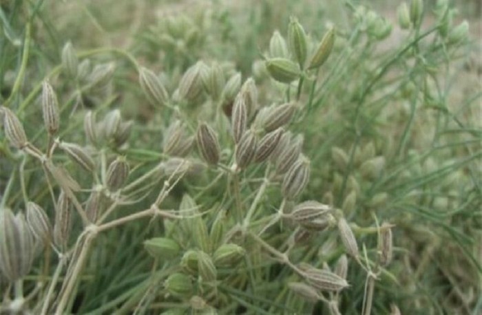 فروش زیره (گیاه‌ دارویی)