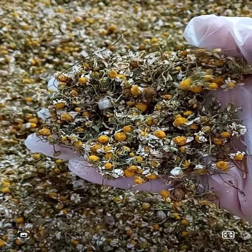 فروش بابونه (گیاه‌ دارویی)