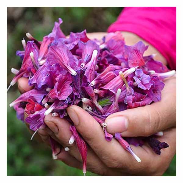 فروش گل گاو زبان - گاوزبان (گیاه‌ دارویی)