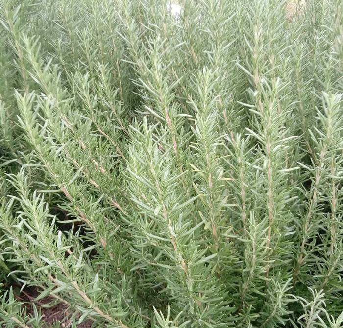 فروش رزماری (گیاه‌ دارویی)