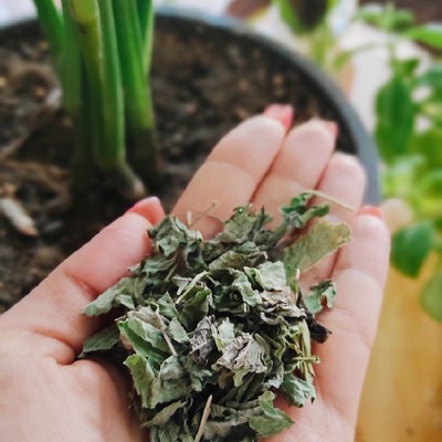 فروش بادرنجبویه (گیاه‌ دارویی)