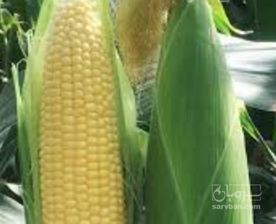 فروش ذرت