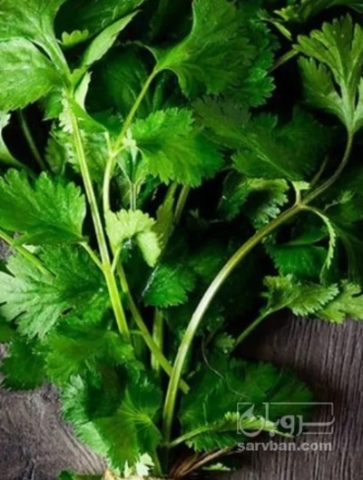 فروش جعفری تازه