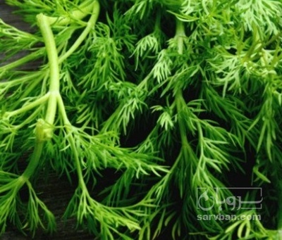 فروش شوید تازه