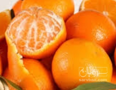 فروش نارنگی