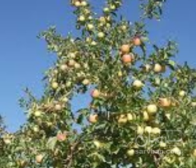 فروش سیب گالا