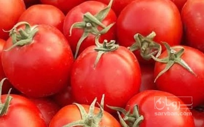 فروش گوجه فرنگی