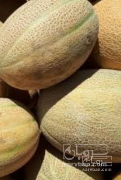 فروش طالبی جانا