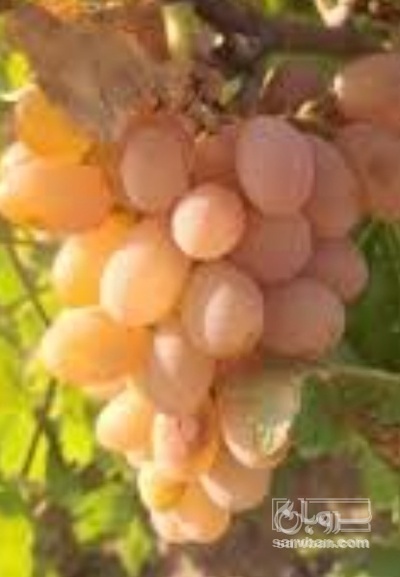 فروش انگور