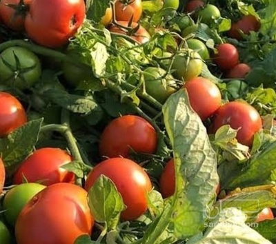 فروش گوجه فرنگی