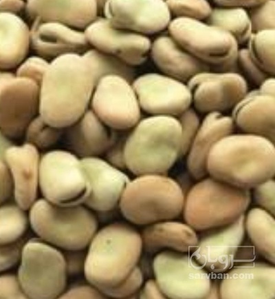 فروش باقلا تازه - باقالی - باقالا