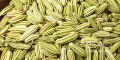 فروش رازیانه (گیاه‌ دارویی)