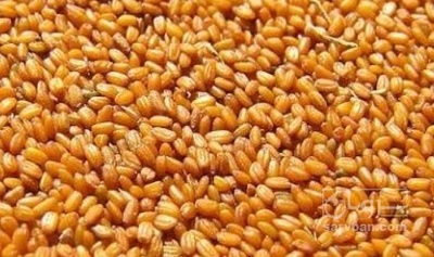 فروش خاکشیر (گیاه‌ دارویی)