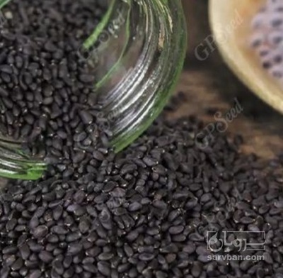 فروش تخم شربتی