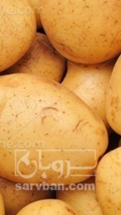 فروش سیب زمینی سانتا