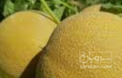 فروش خربزه صابونی