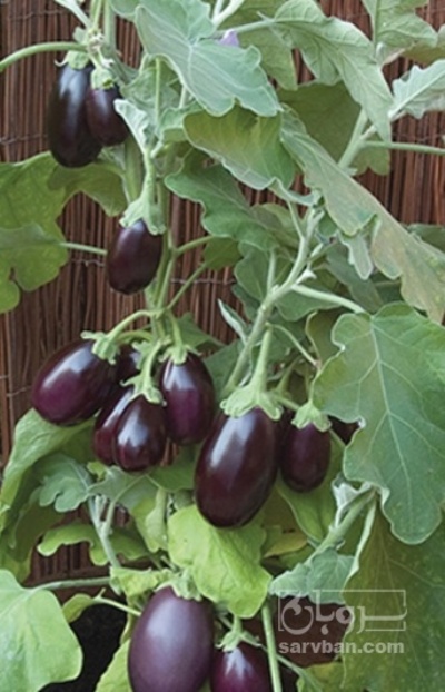 فروش بادمجان