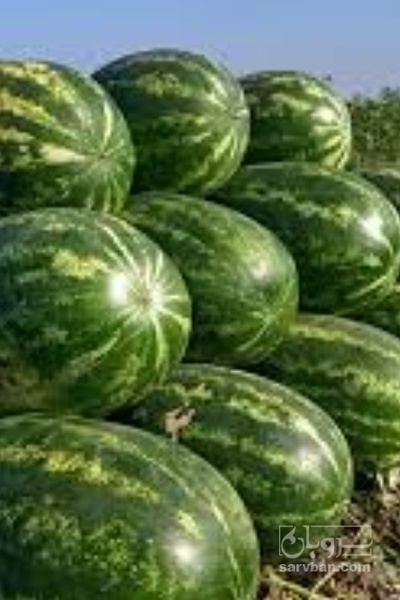 فروش هندوانه بیضی