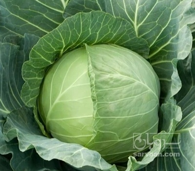 فروش کلم برگی