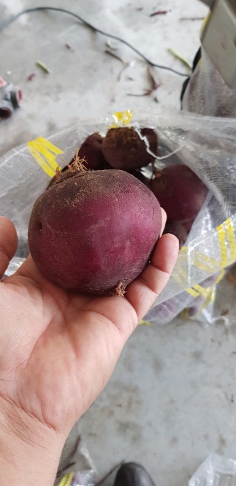 فروش چغندر لبو