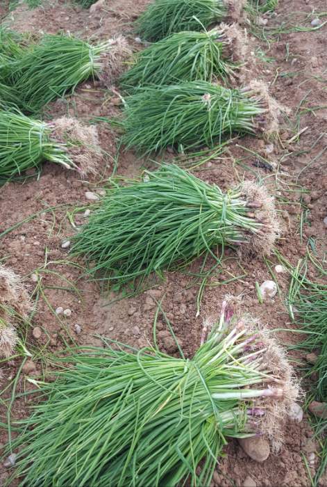 فروش پیازچه