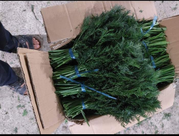 فروش شوید تازه