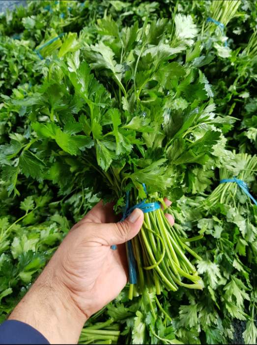 فروش جعفری تازه