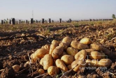 فروش سیب زمینی
