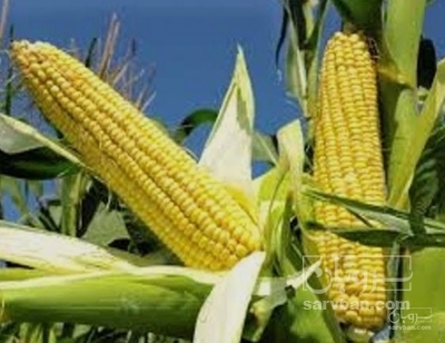 فروش ذرت دانه ای