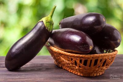 فروش بادمجان