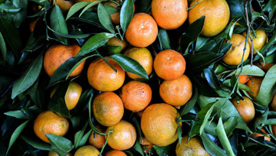 فروش نارنگی انشو