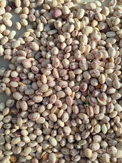 فروش لوبیا چیتی