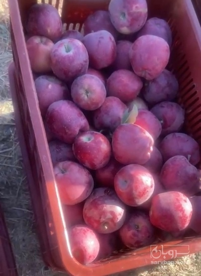 فروش سیب