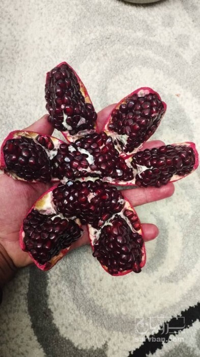 فروش انار