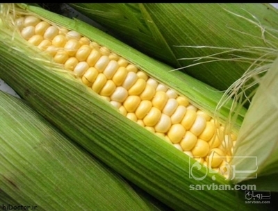 فروش ذرت دانه ای