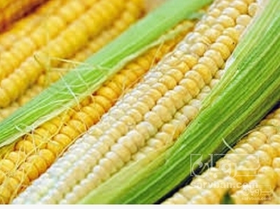 فروش ذرت دانه ای