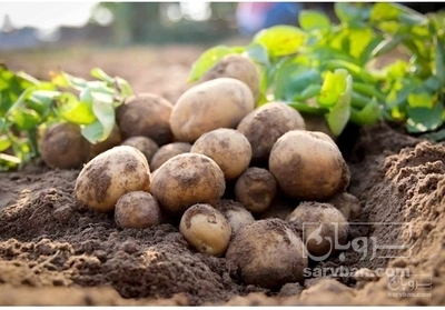 فروش سیب زمینی