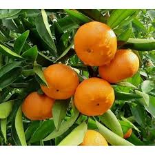 فروش نارنگی