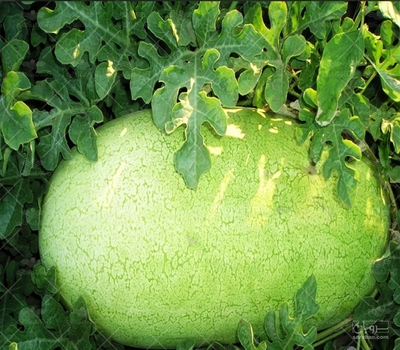 فروش هندوانه