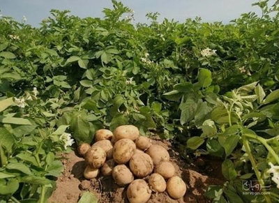 فروش سیب زمینی سانتا