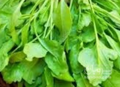 فروش شاهی - تره تیزک